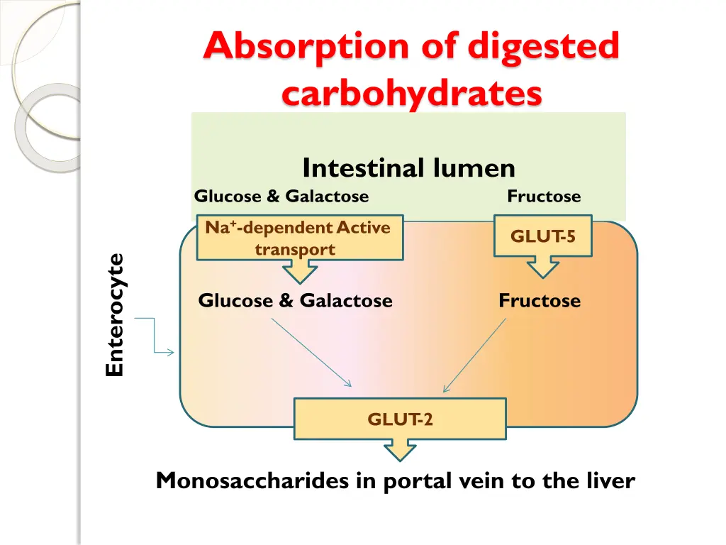 absorption of digested carbohydrates
