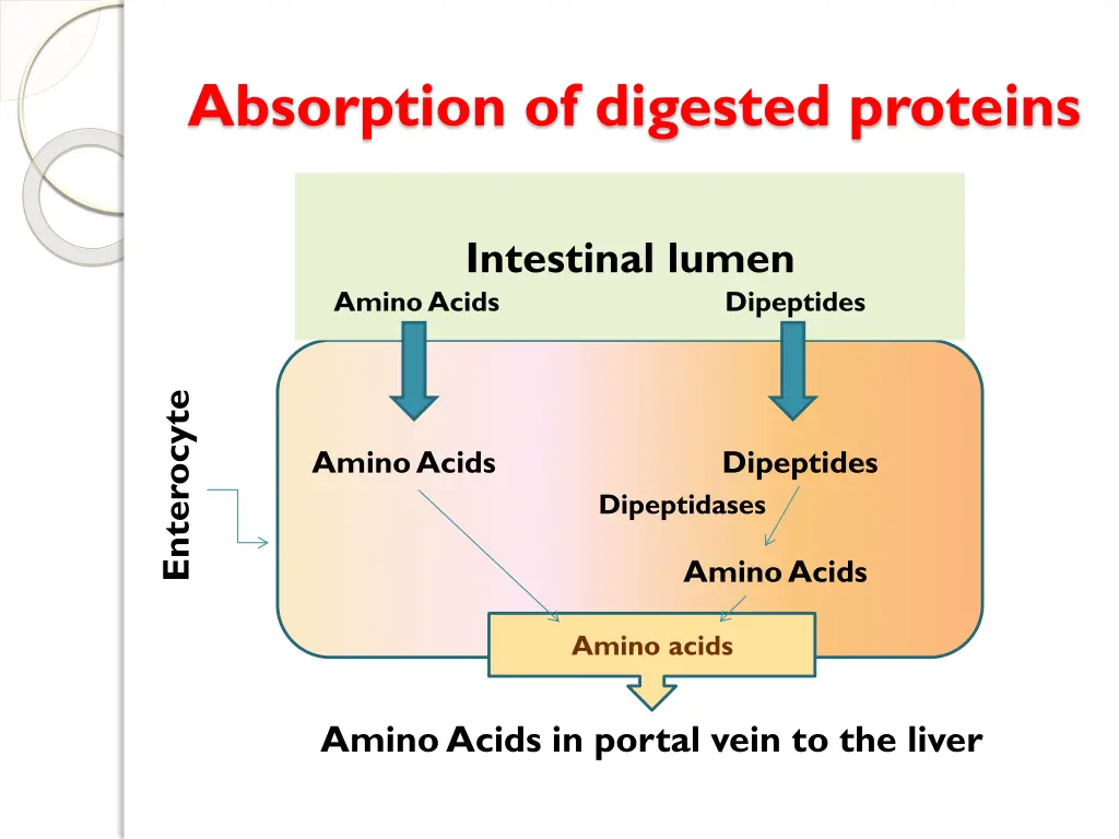 absorption of digested proteins