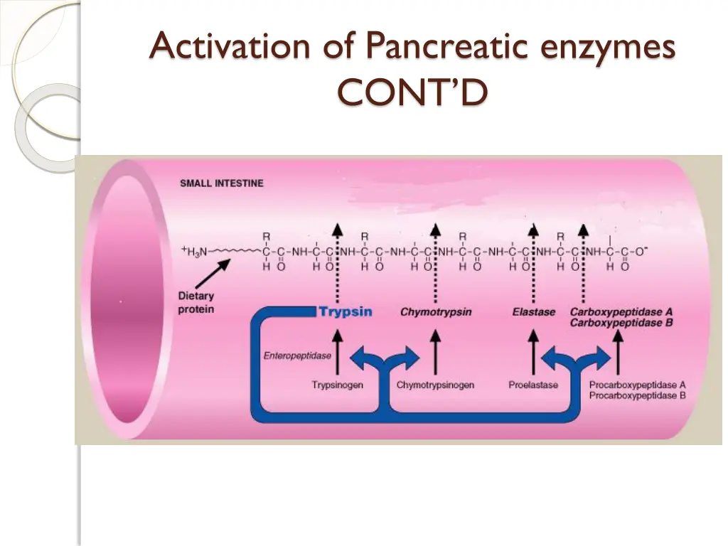activation of pancreatic enzymes cont d