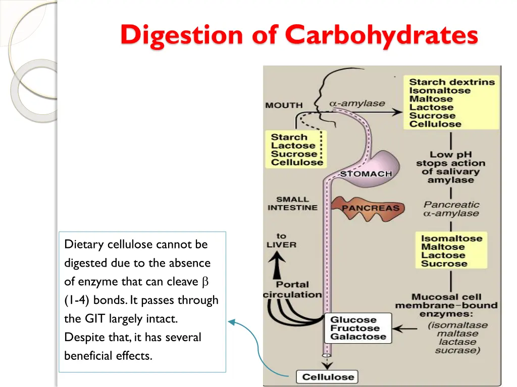 digestion of carbohydrates