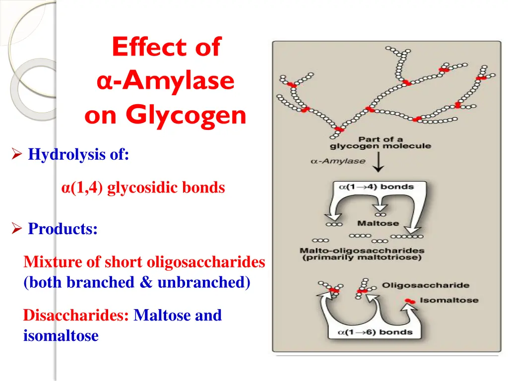 effect of amylase on glycogen