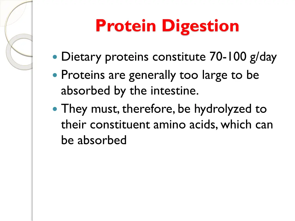 protein digestion
