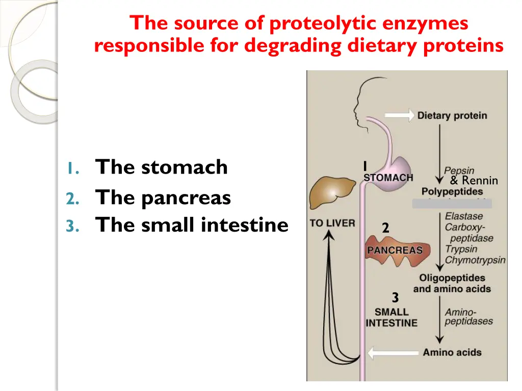 the source of proteolytic enzymes responsible