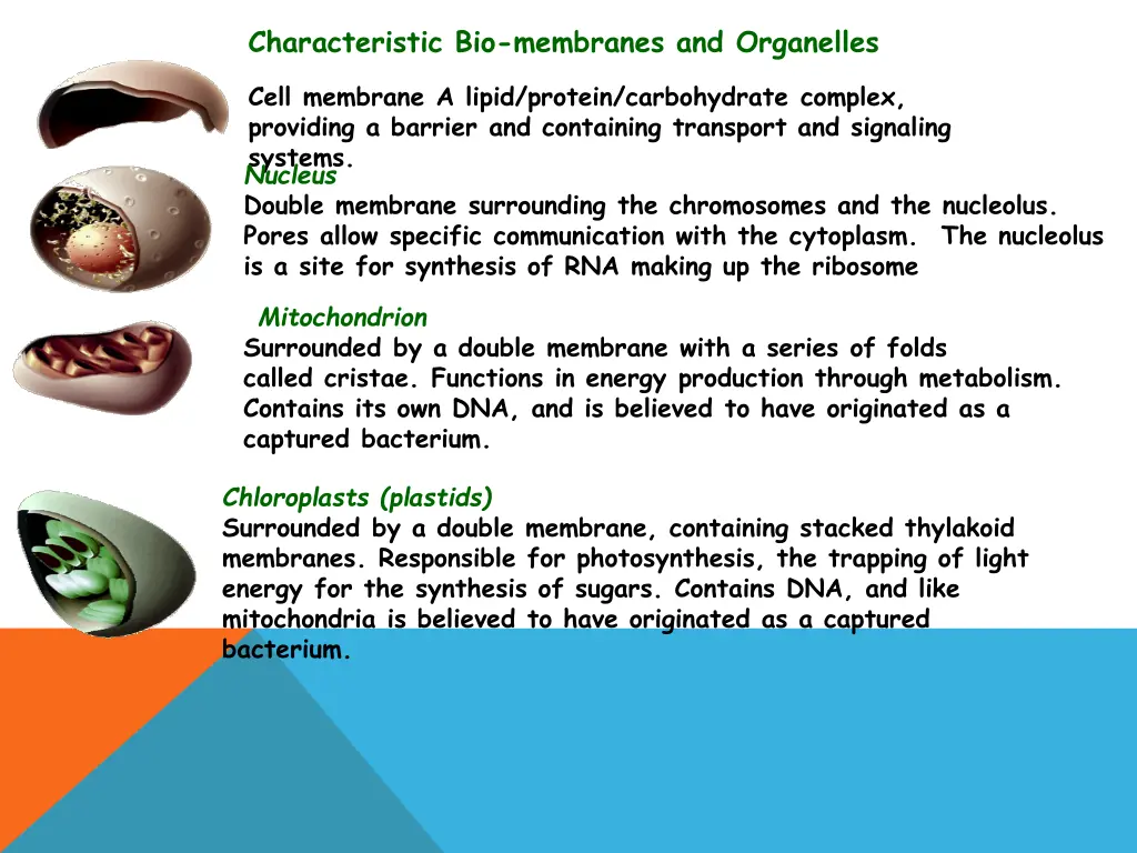 characteristic bio membranes and organelles