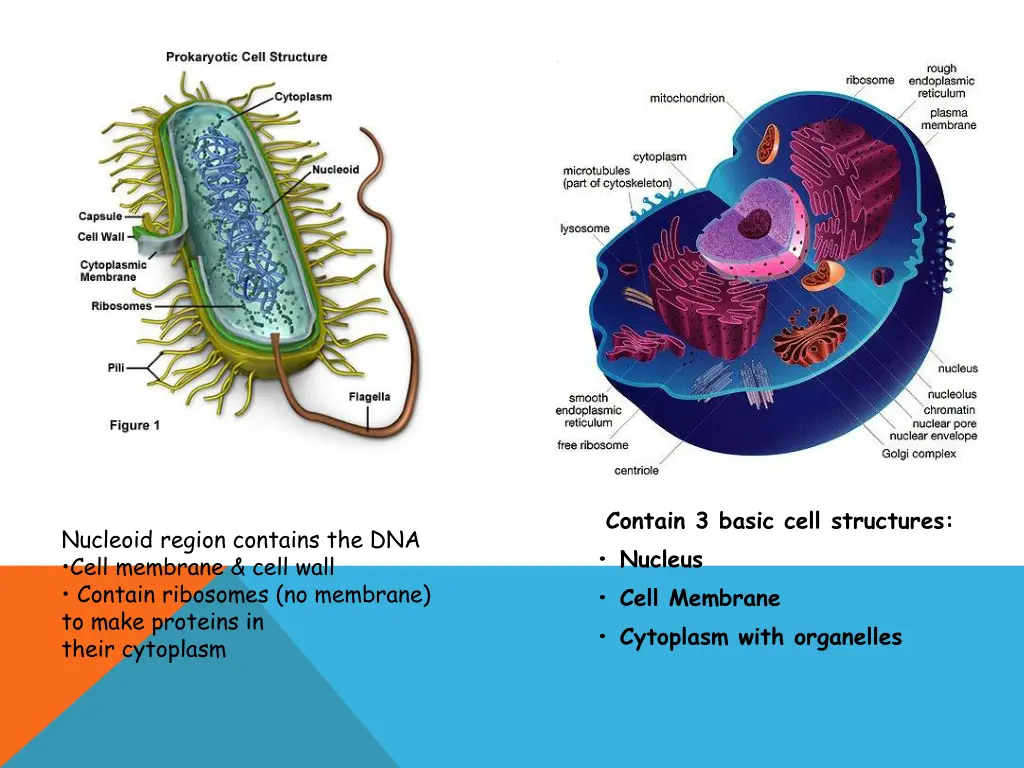 contain 3 basic cell structures nucleus cell