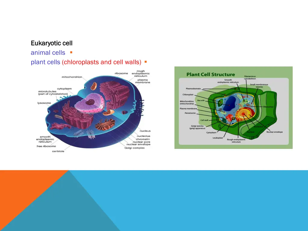 eukaryotic eukaryotic cell animal cells plant
