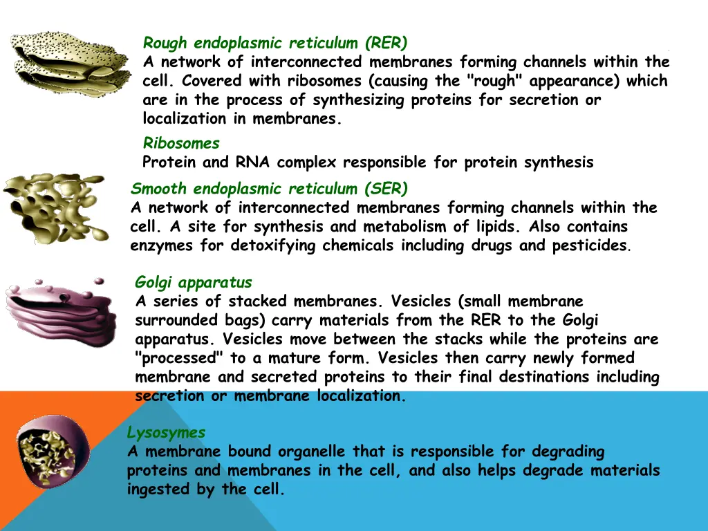 rough endoplasmic reticulum rer a network