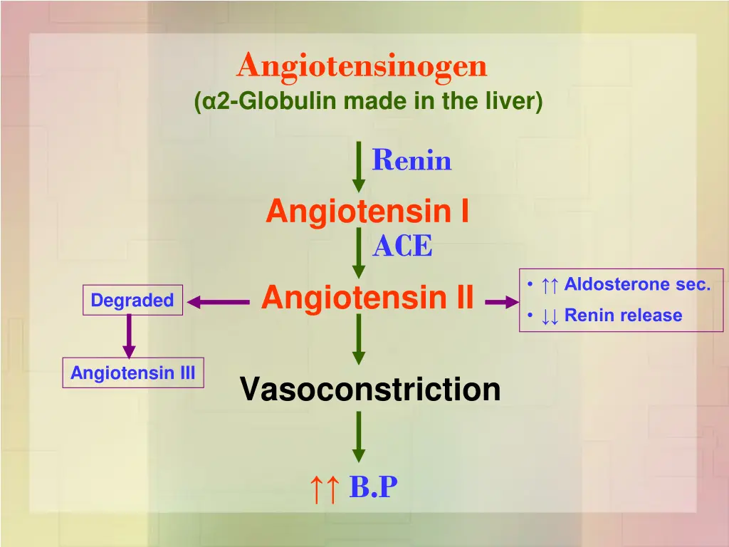 angiotensinogen 2 globulin made in the liver