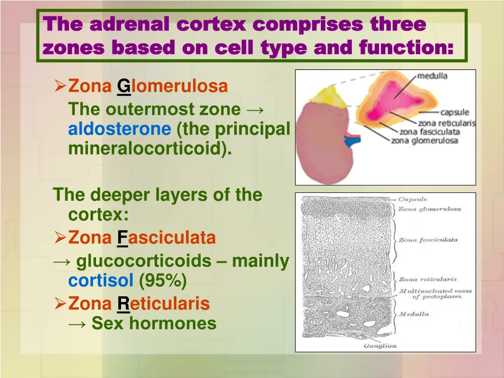 the adrenal cortex comprises three the adrenal