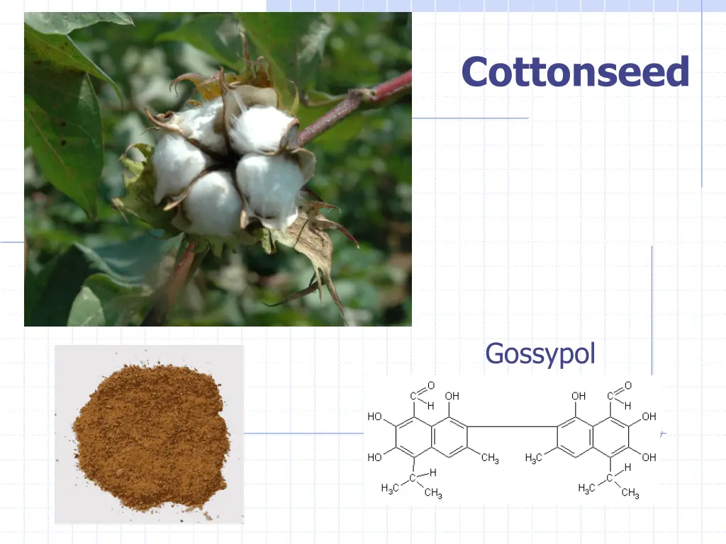 cottonseed