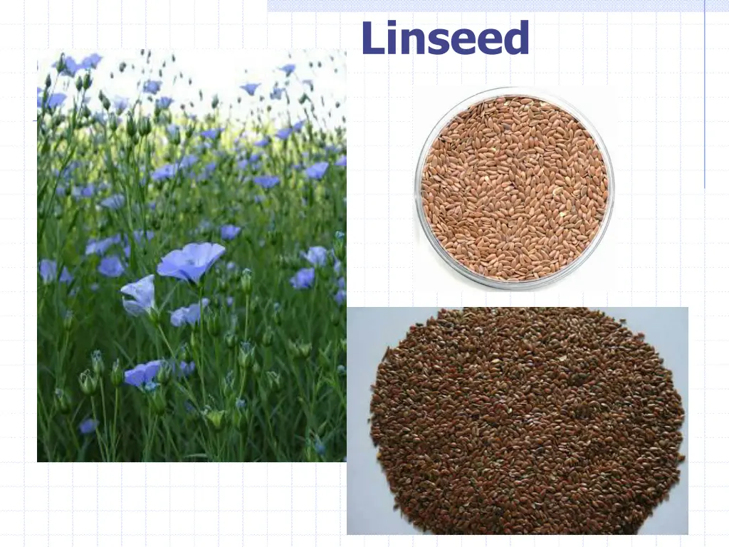 linseed