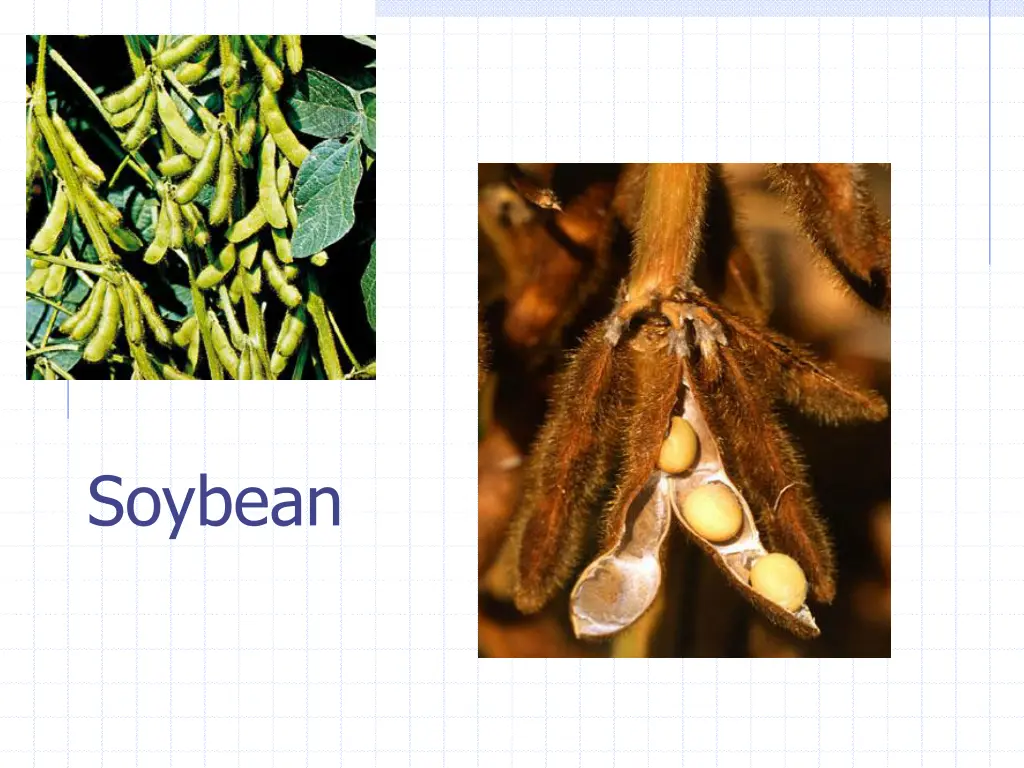 soybean