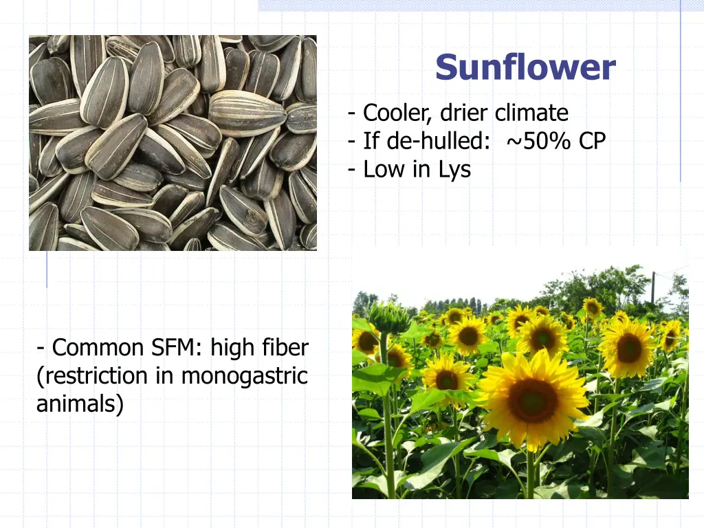 sunflower cooler drier climate if de hulled