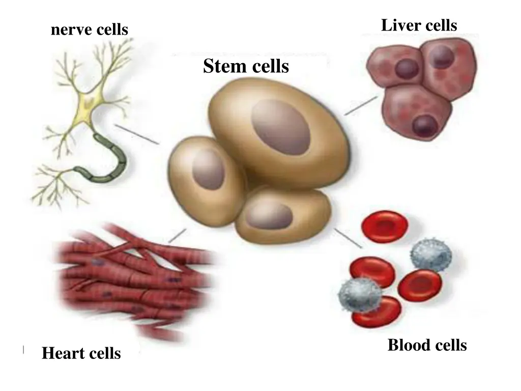 liver cells