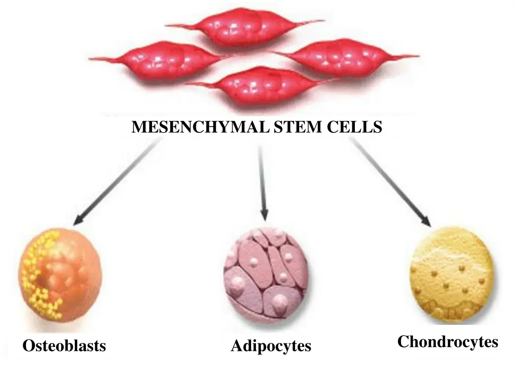mesenchymal stem cells