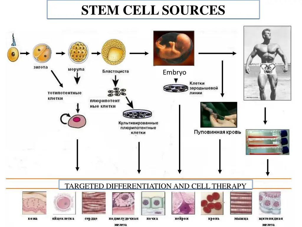 stem cell sources