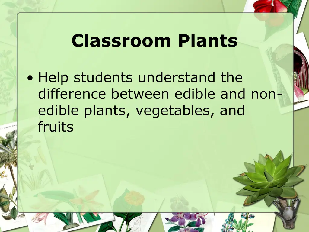 classroom plants 1