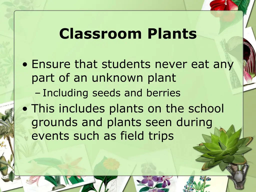 classroom plants