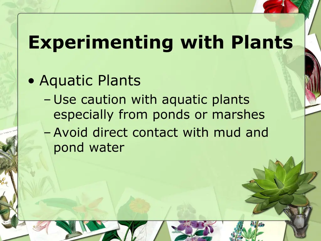 experimenting with plants 1