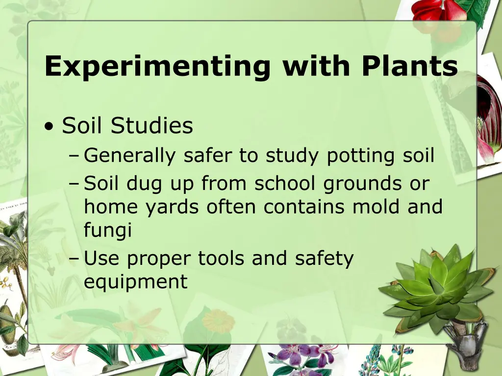 experimenting with plants 2