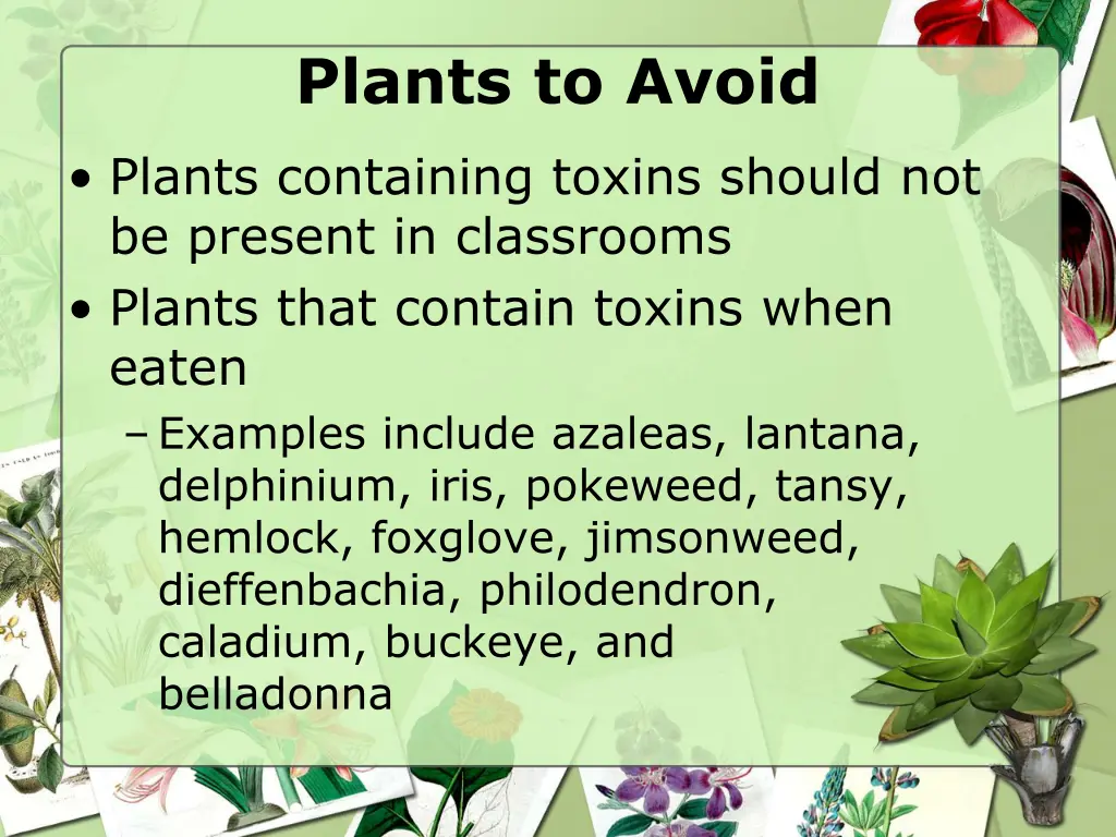plants to avoid