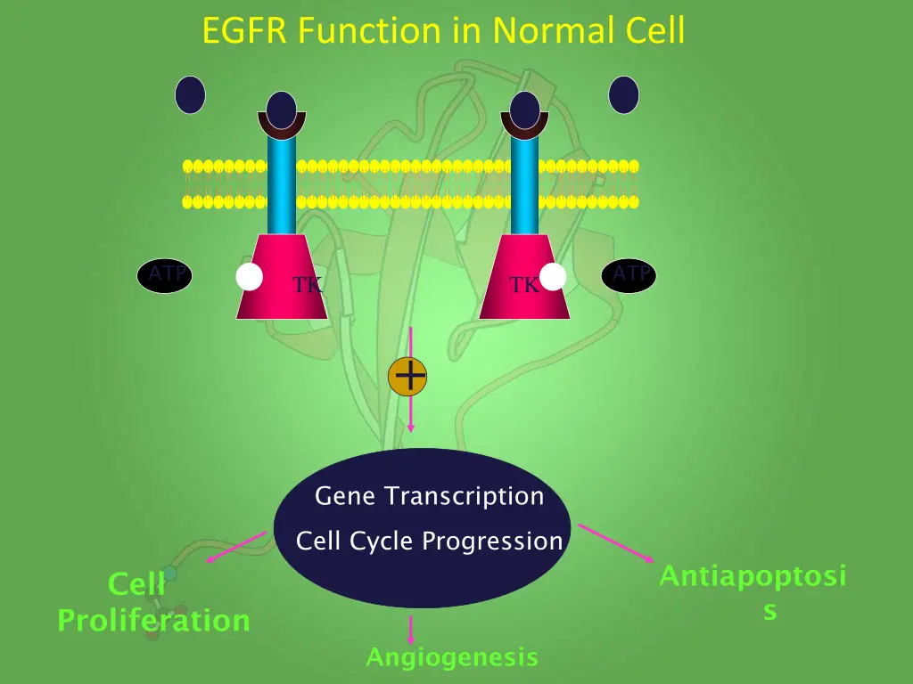 egfr function in normal cell