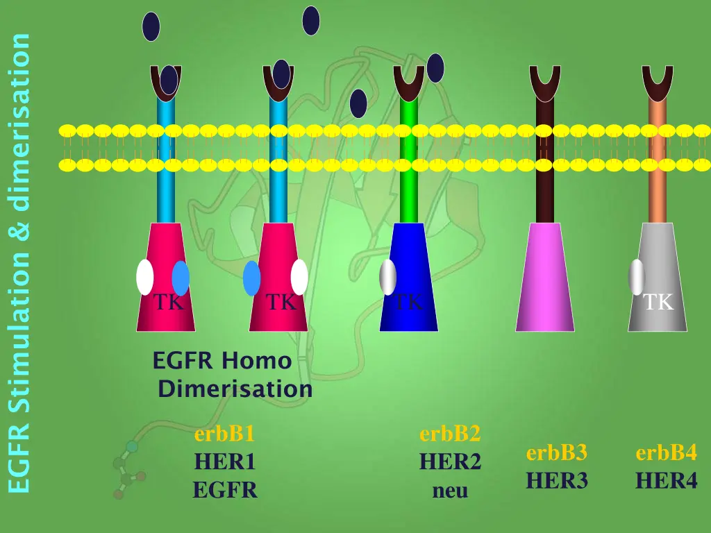 egfr stimulation dimerisation