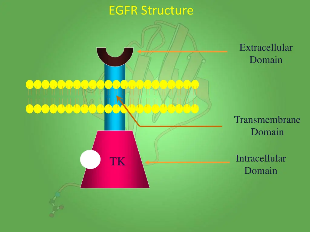 egfr structure