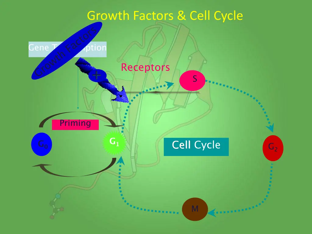 growth factors cell cycle