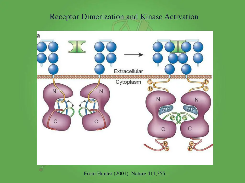 receptor dimerization and kinase activation