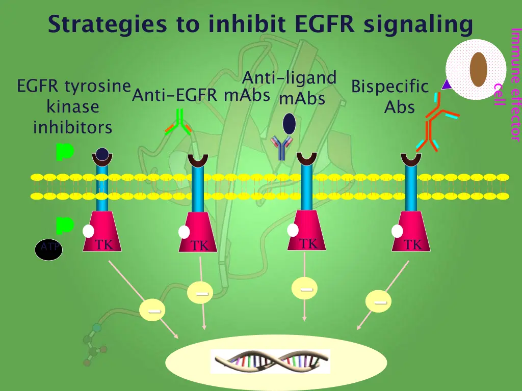 strategies to inhibit egfr signaling