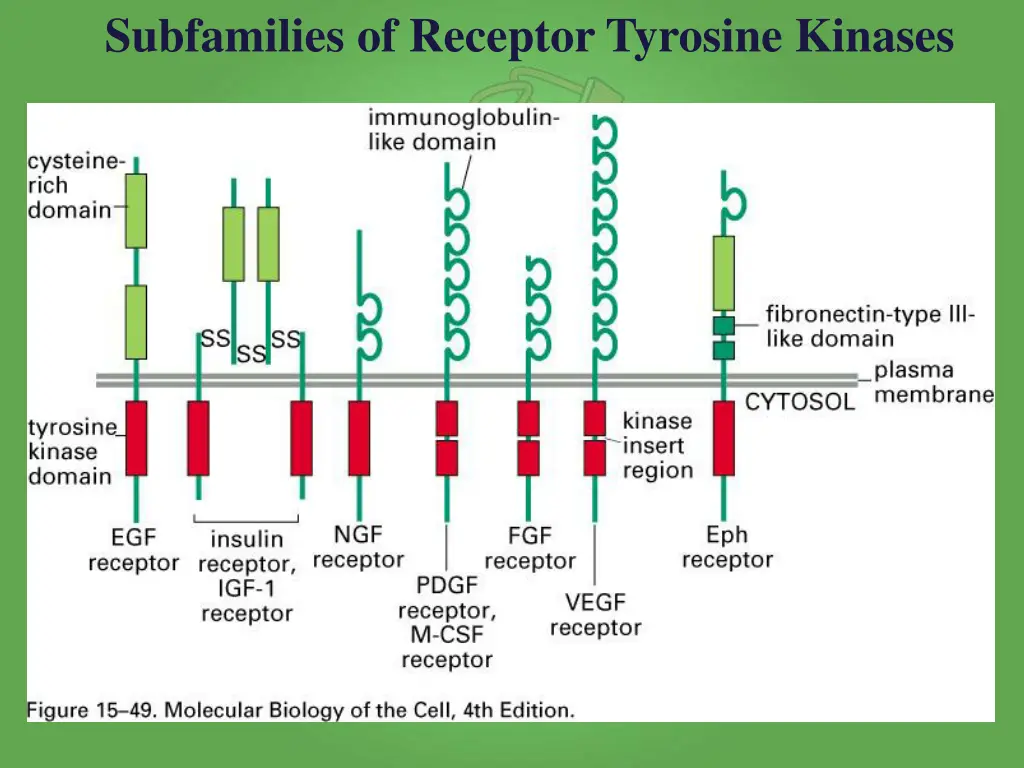 subfamilies of receptor tyrosine kinases