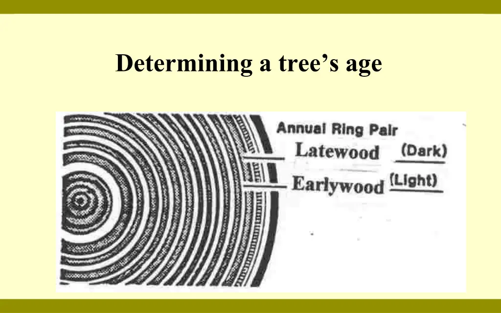 determining a tree s age