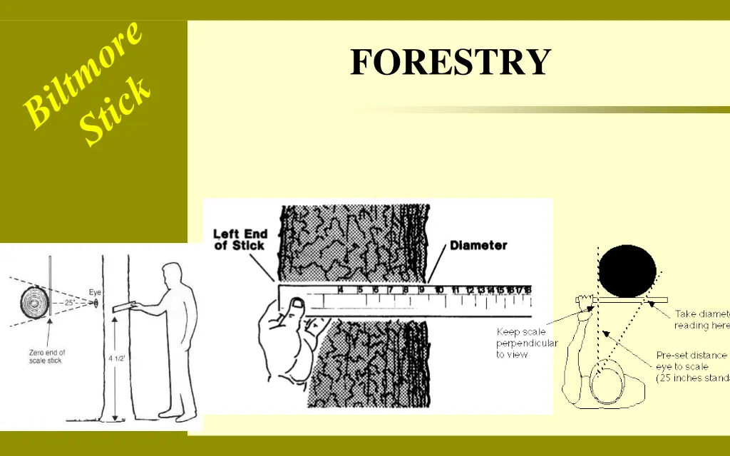 forestry 2