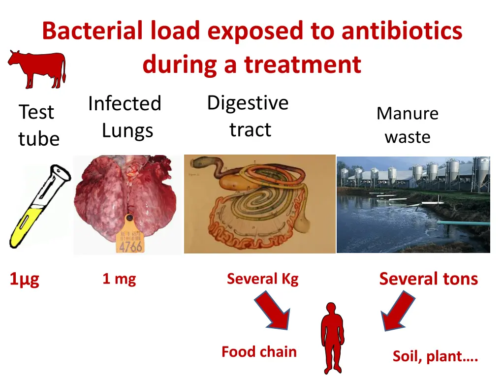 bacterial load exposed to antibiotics during