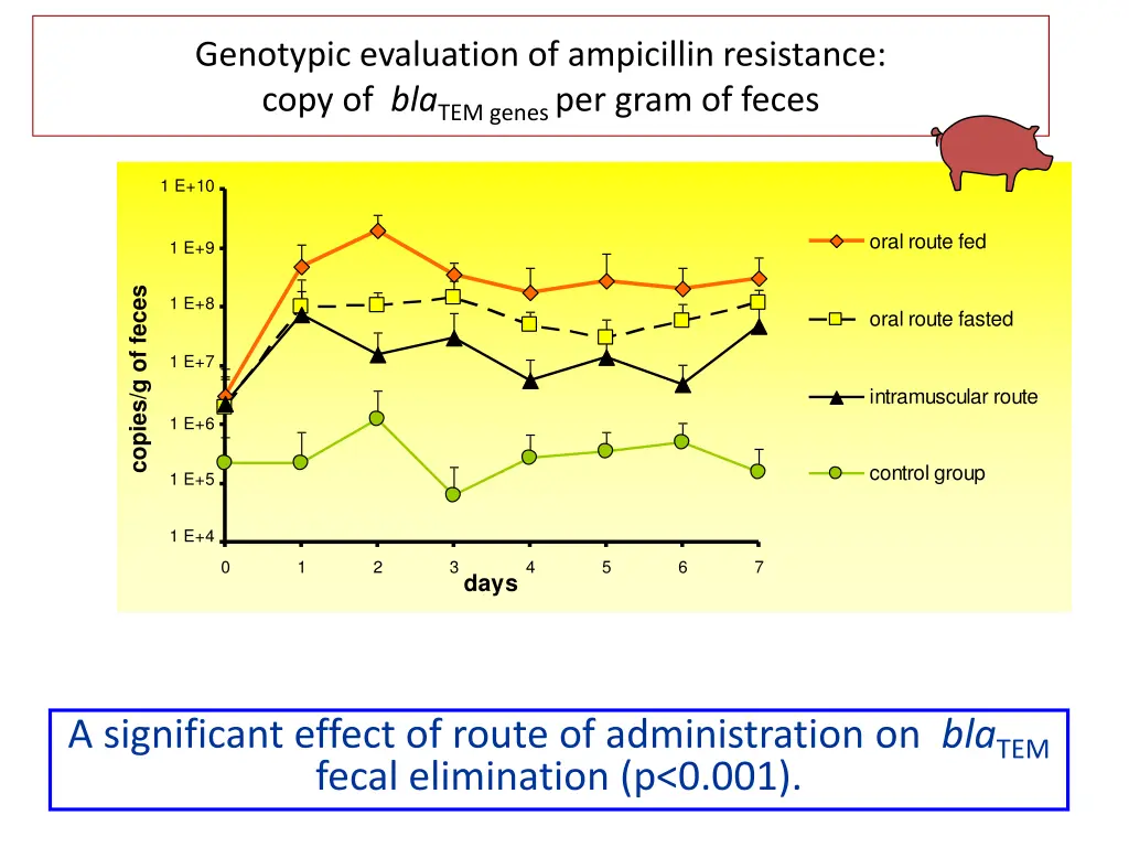 genotypic evaluation of ampicillin resistance