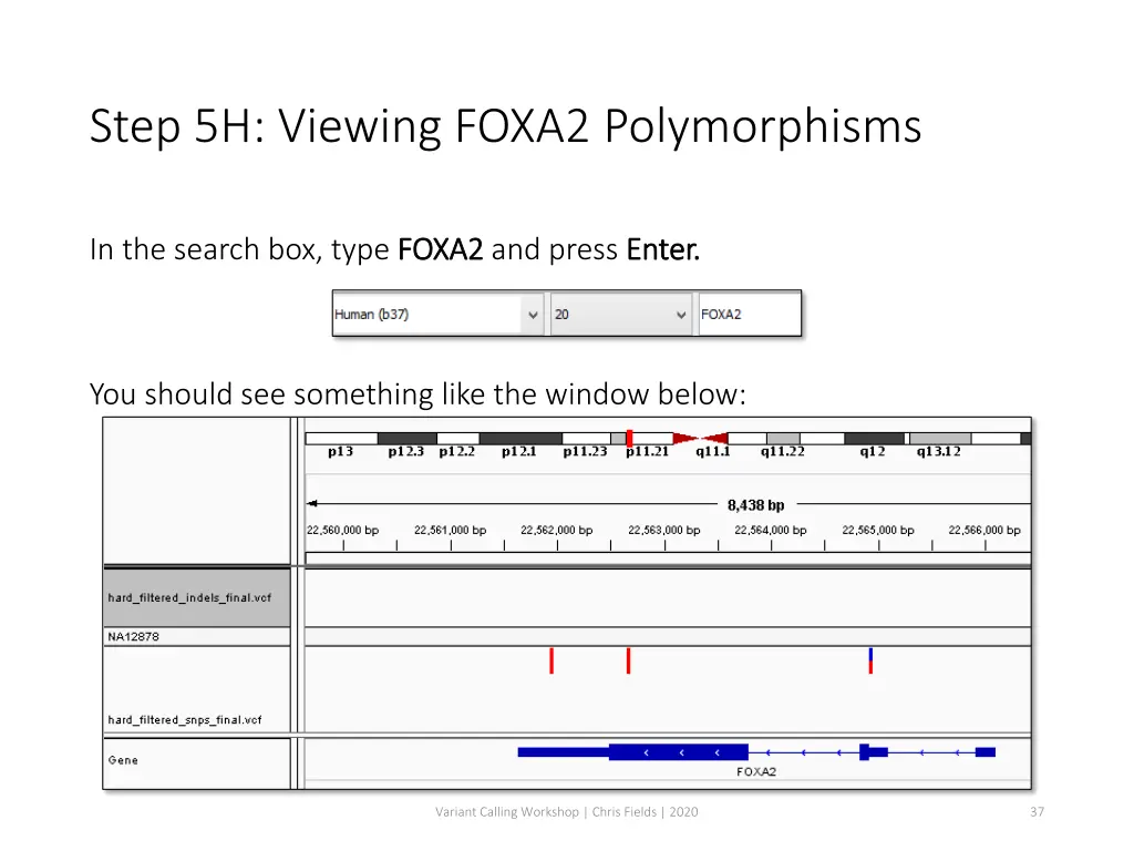step 5h viewing foxa2 polymorphisms
