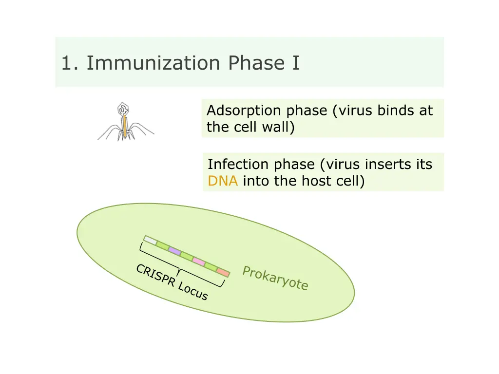 1 immunization phase i