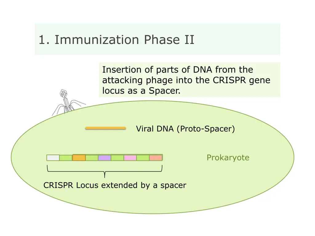 1 immunization phase ii