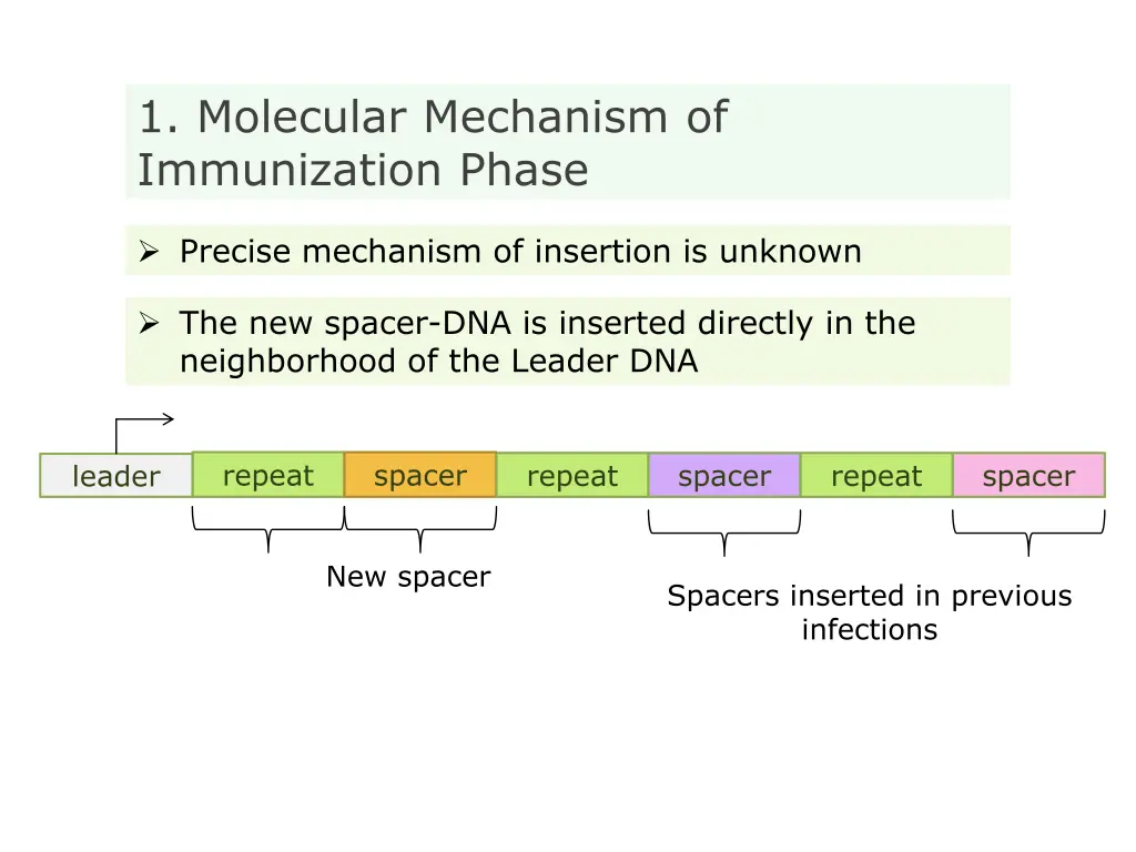 1 molecular mechanism of immunization phase