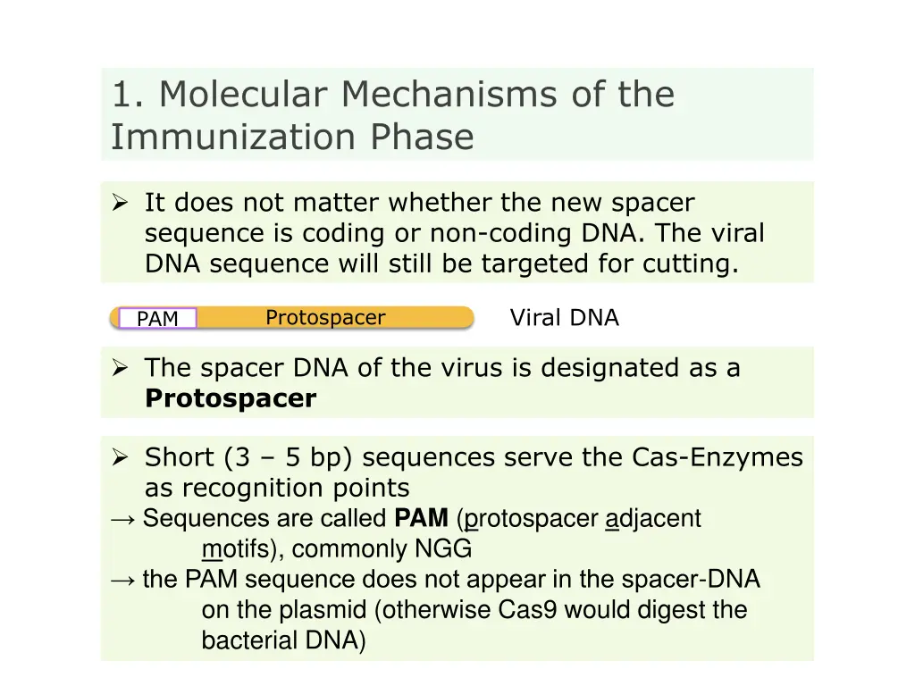 1 molecular mechanisms of the immunization phase