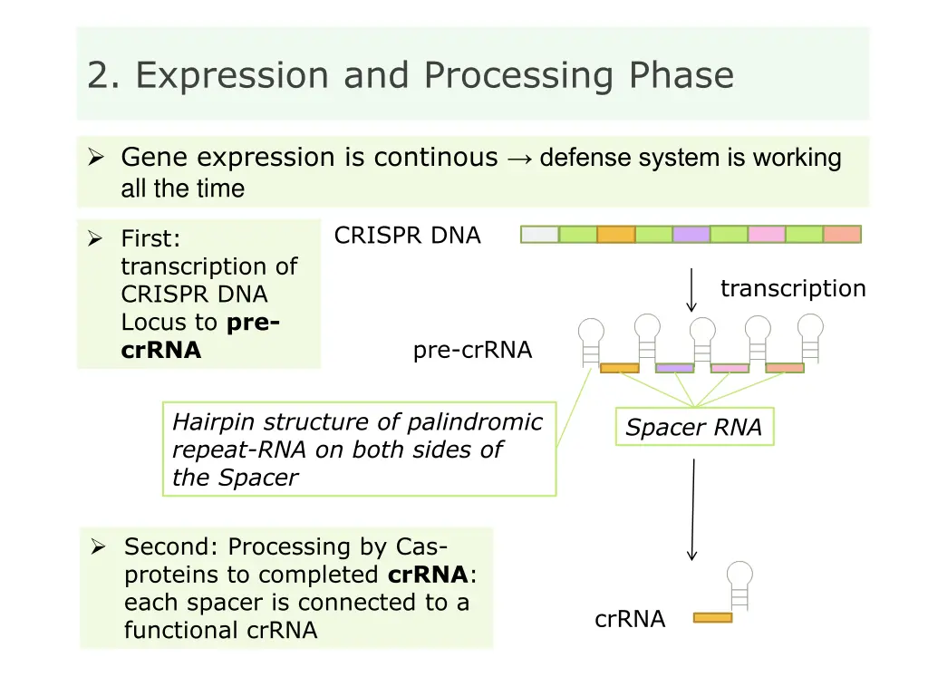 2 expression and processing phase