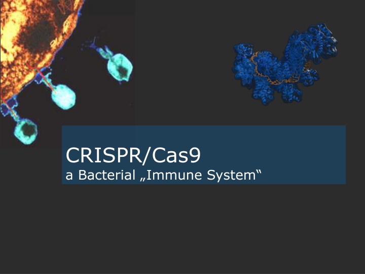 crispr cas9 a bacterial immune system