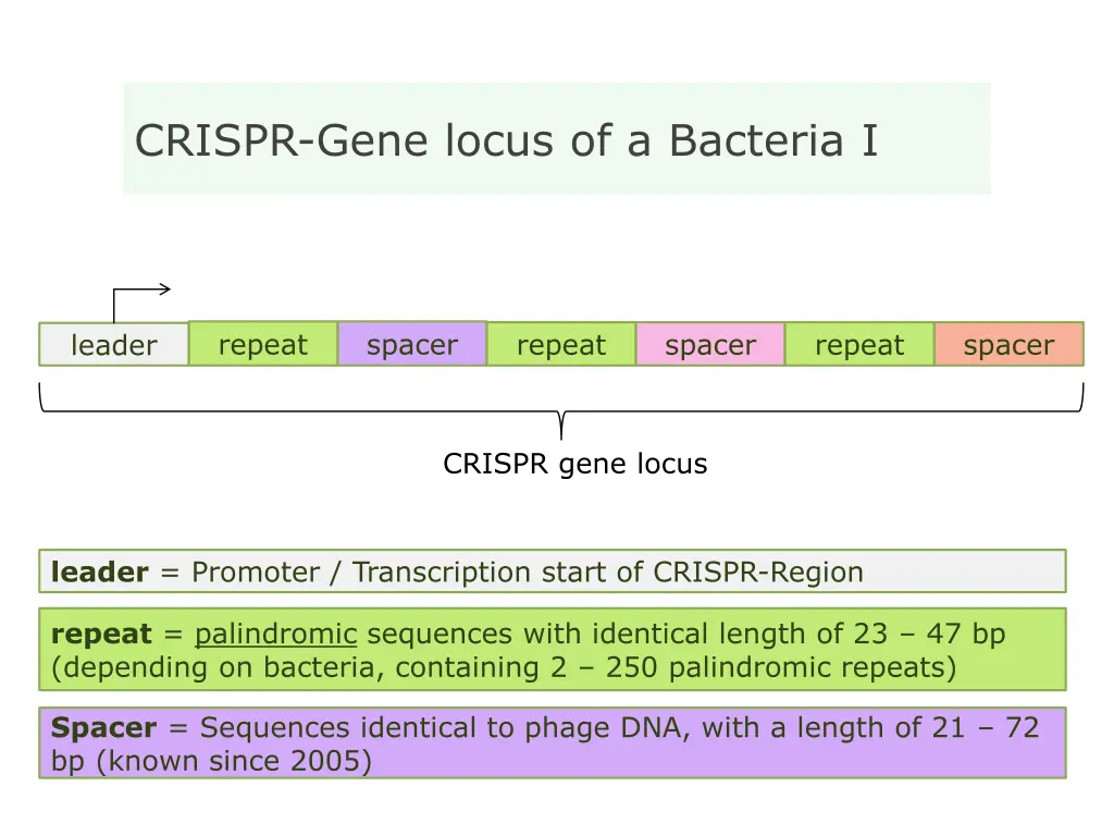 crispr gene locus of a bacteria i