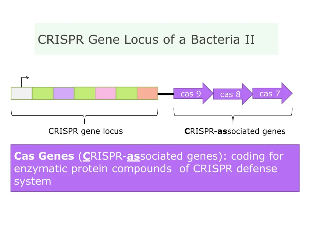 crispr gene locus of a bacteria ii