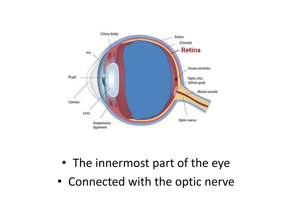 the innermost part of the eye connected with