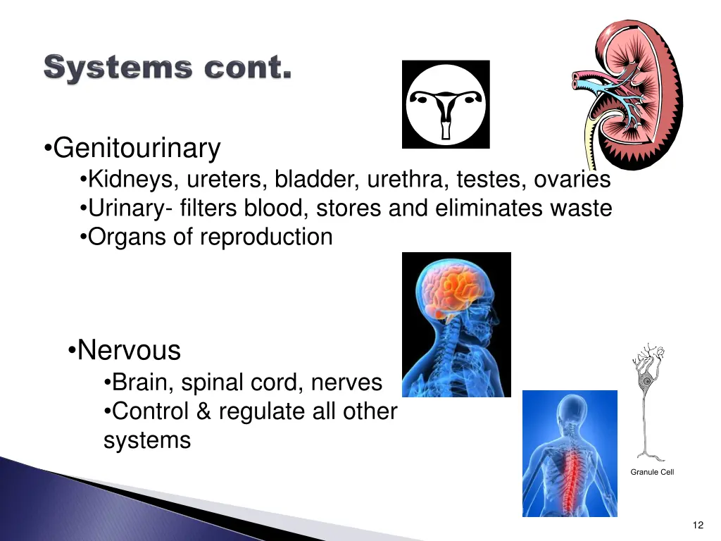 genitourinary kidneys ureters bladder urethra