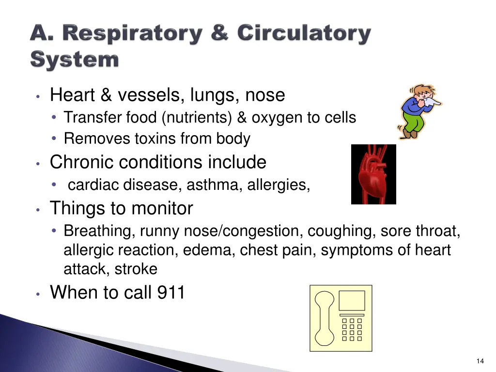 heart vessels lungs nose transfer food nutrients