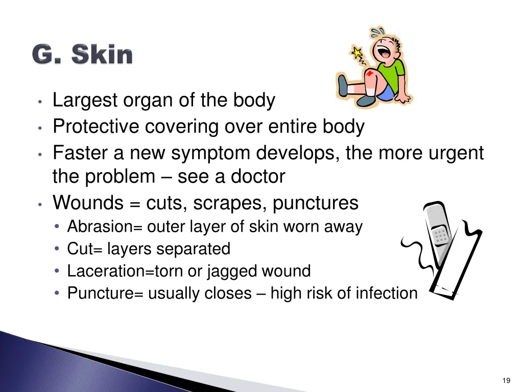 largest organ of the body protective covering