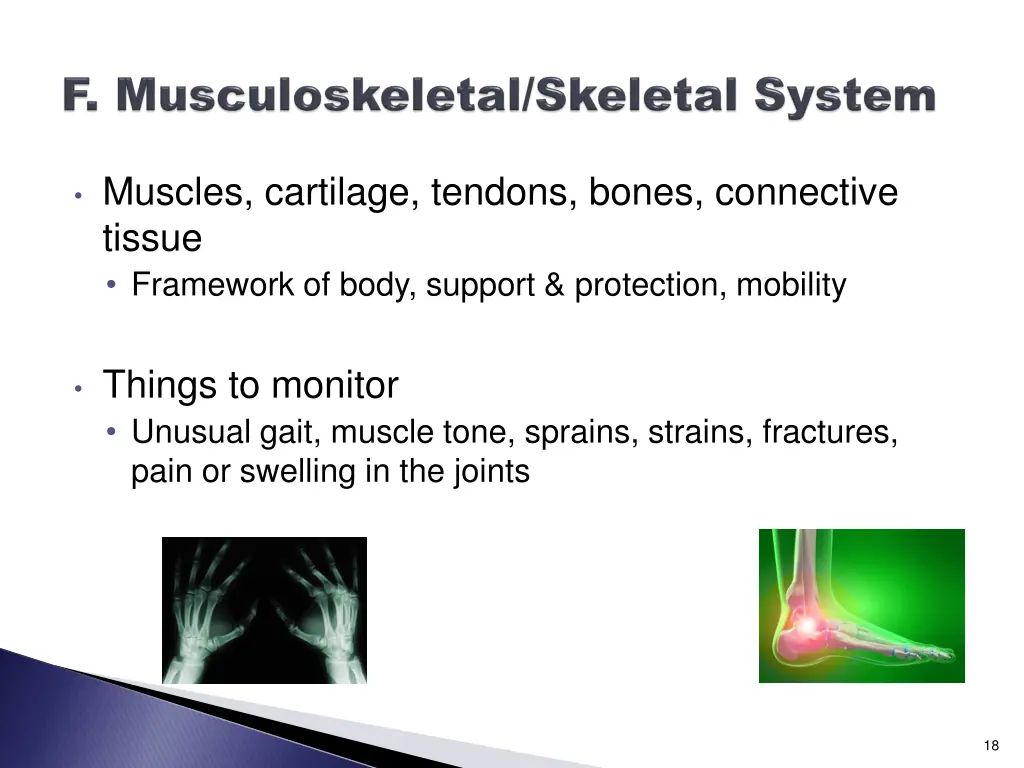 muscles cartilage tendons bones connective tissue